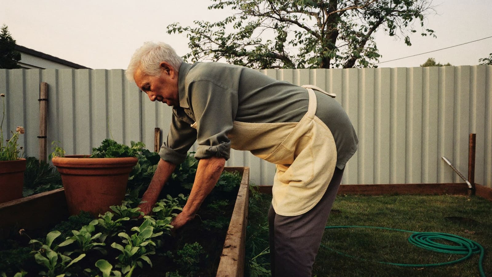 An older man working alone at a raised garden bed in his own backyard on a mild morning.