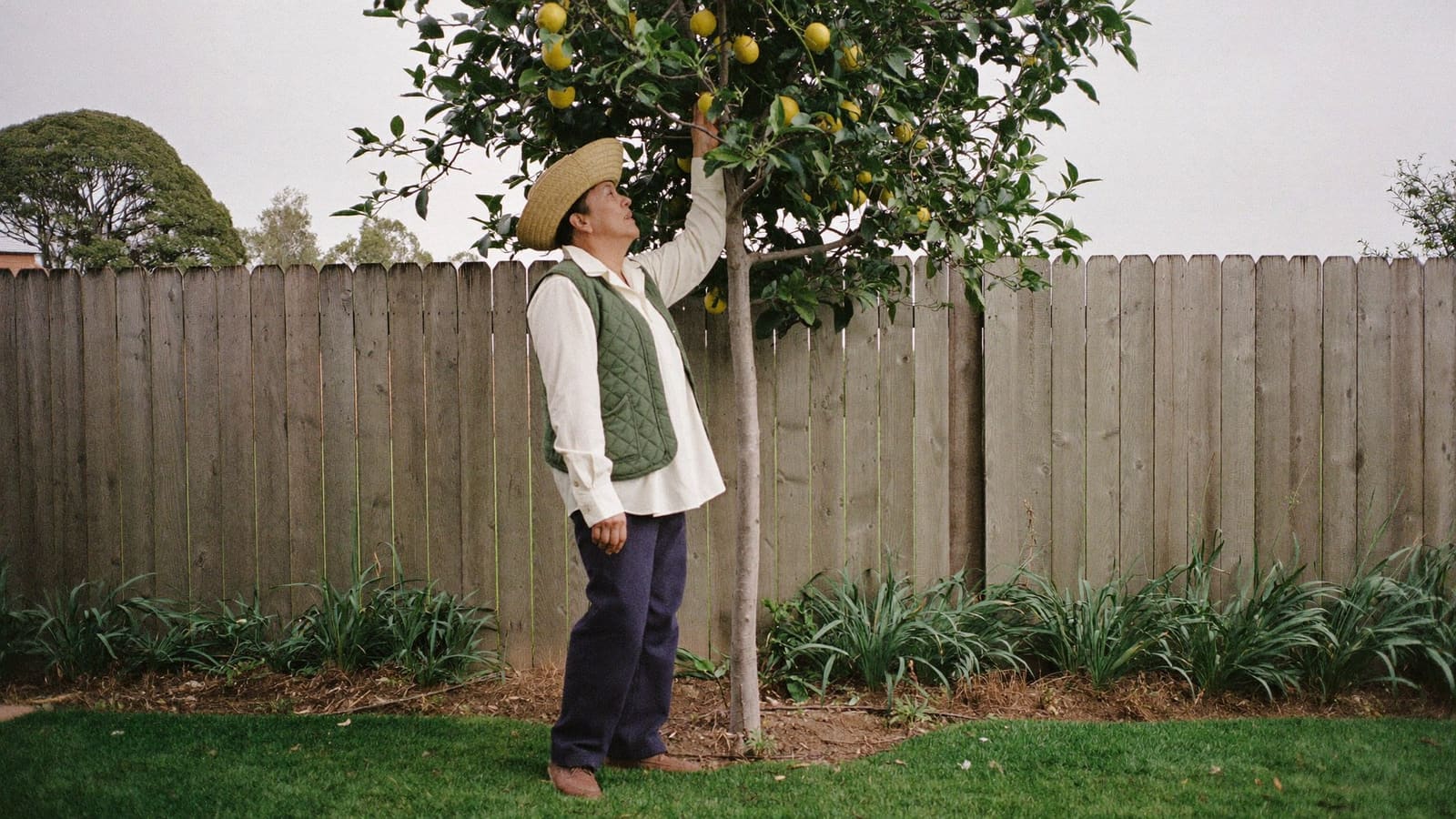 An older man in his own back garden checking the fruit on his lemon tree on a still morning.