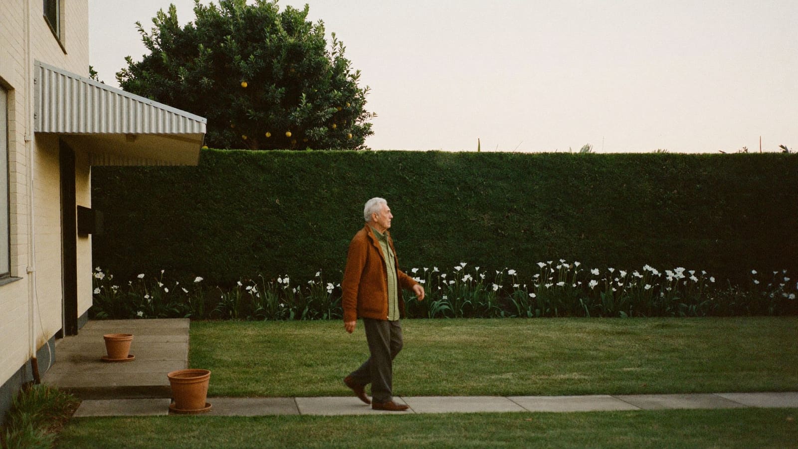 An older man walking down the front path of his home on his usual morning walk, past a hedge and flowering agapanthus.