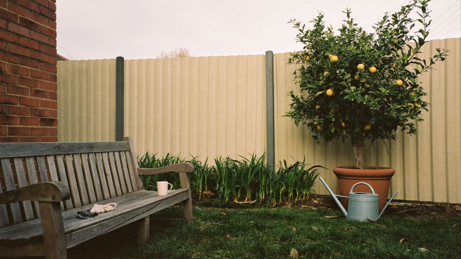 A mug of tea, garden gloves and secateurs left on a timber garden bench beside a potted lemon tree.